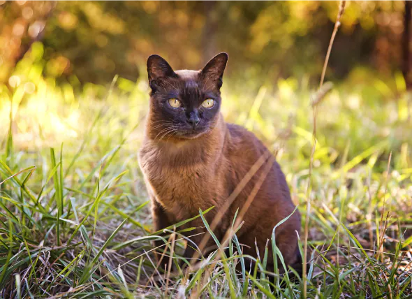 Maladie de la peau auto-immune (pemphigus) chez le chat