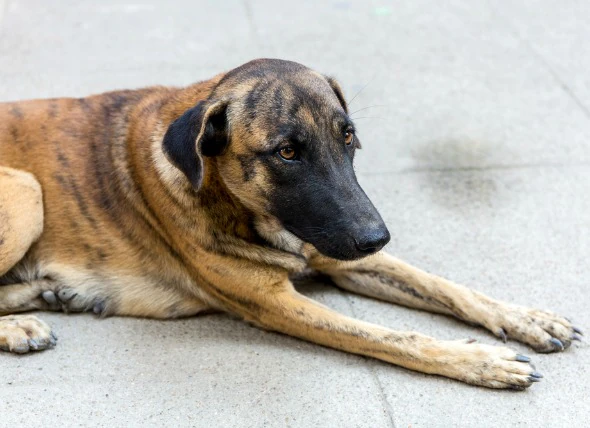 Maladie de la peau, auto-immune (pemphigus) chez le chien