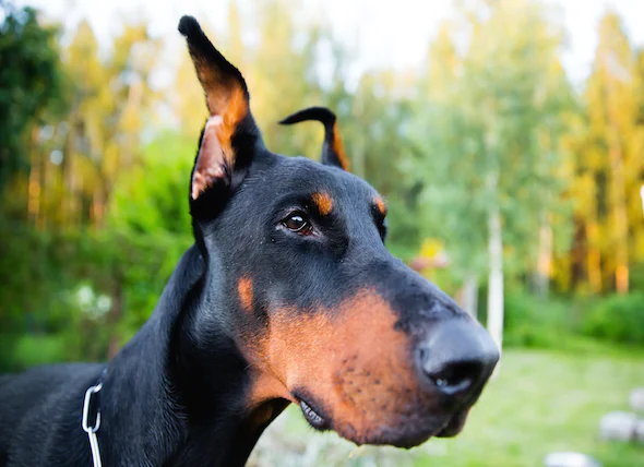 Maladie de la peau causée par le léchage chez les chiens