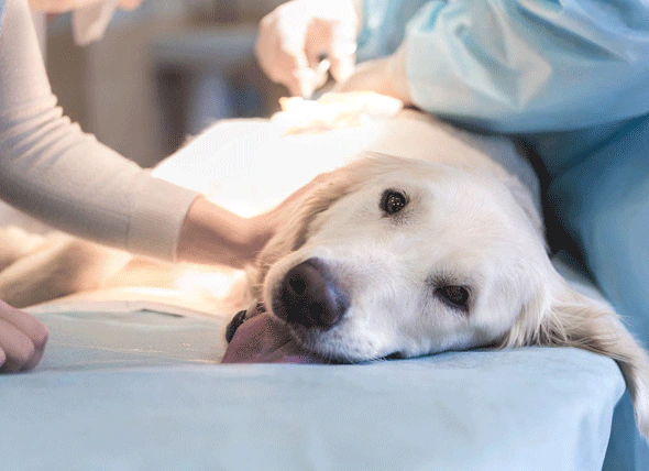 Maladie du foie chez le chien