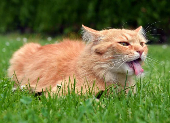 Maladie du larynx chez le chat