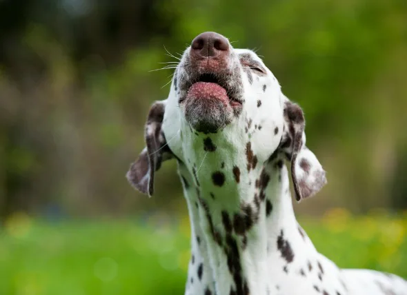 Maladie du larynx chez le chien