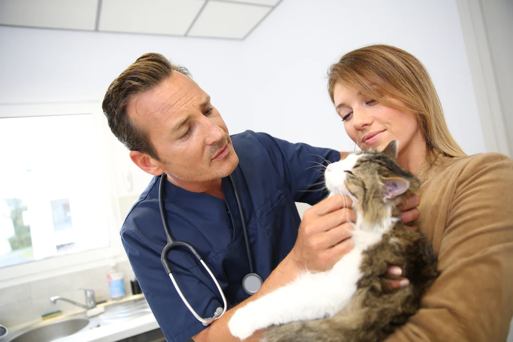 Maladie rénale causée par des kystes multiples chez les chats