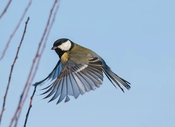 Maladies bactériennes chez les oiseaux