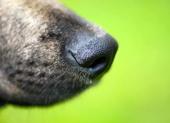 Maladies de la peau de la truffe chez le chien