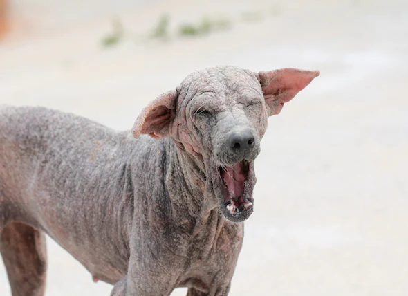 Mangeaison sarcoptique chez le chien