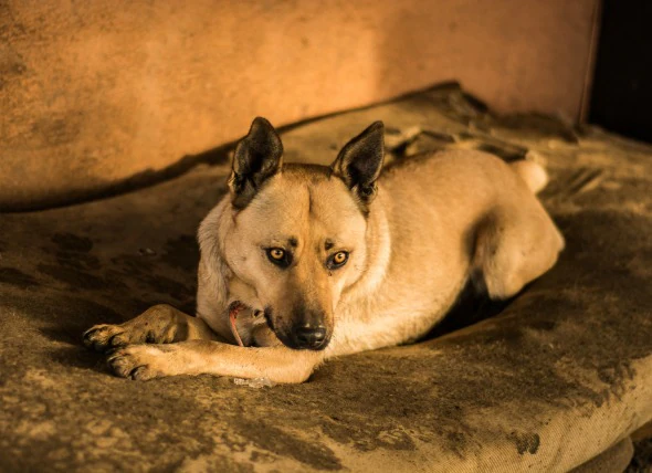 Manque de contrôle de la vessie chez le chien