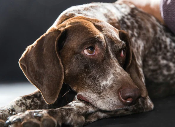 Méningite-artérite répondant aux stéroïdes chez le chien