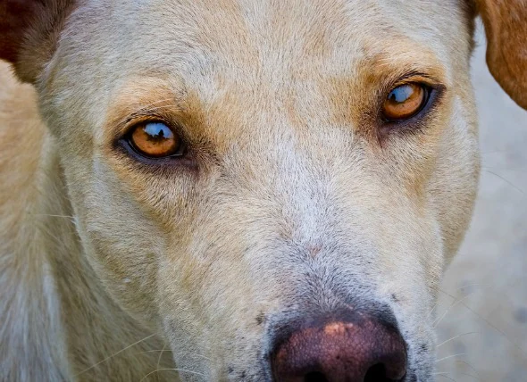 Mouvement oculaire involontaire chez le chien