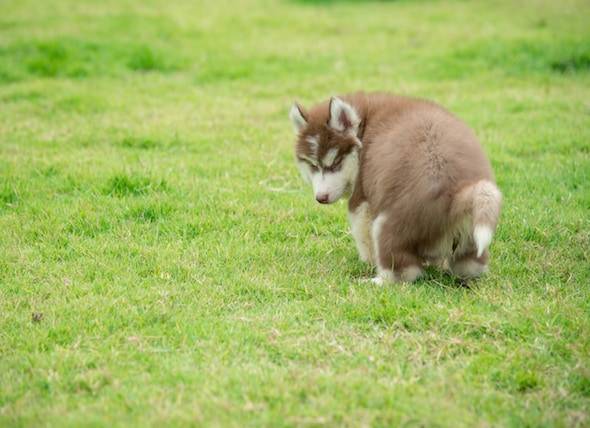 Mucus dans les selles du chien