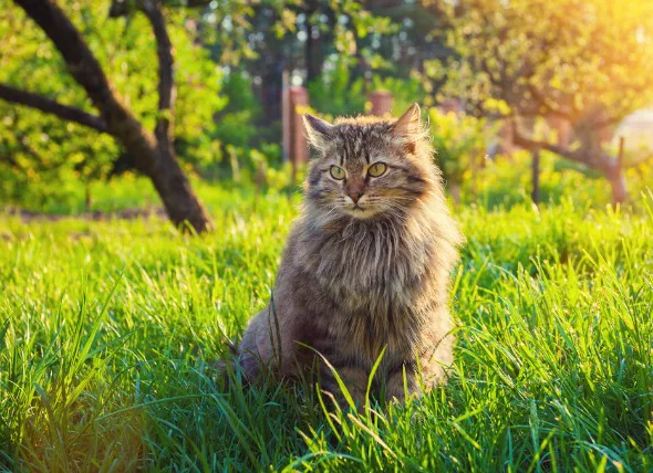 Murmures cardiaques chez le chat