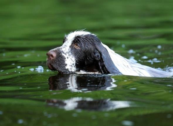 Noyade (quasi-noyade) chez le chien