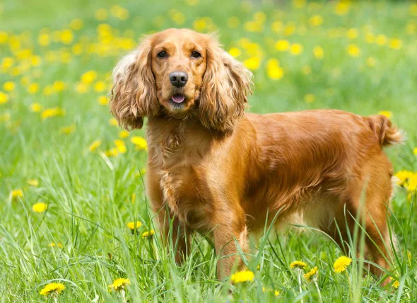 Obstruction de la vésicule biliaire chez le chien