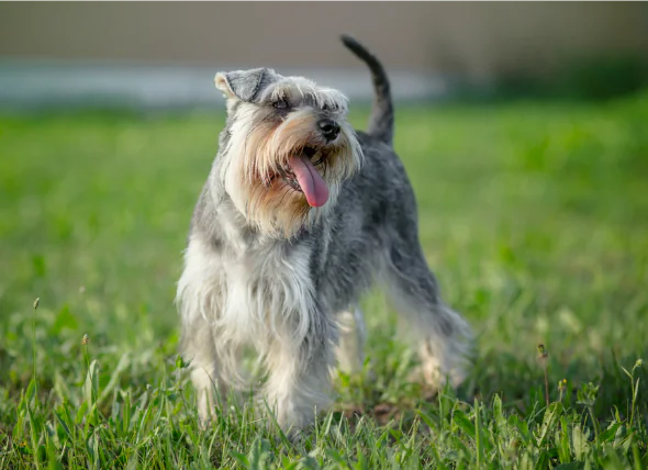 Obstruction du canal biliaire chez le chien