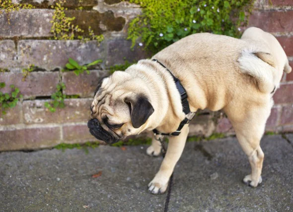 Obstruction du tractus urinaire chez le chien