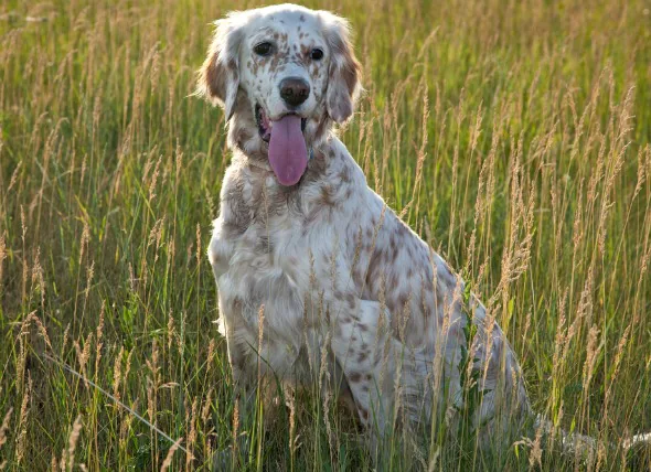 Ostéochondrite disséquante (OCD) chez le chien