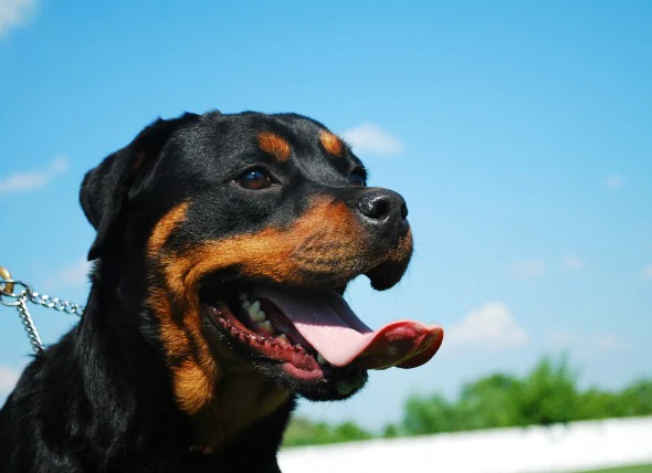 Paralysie de la mâchoire chez le chien