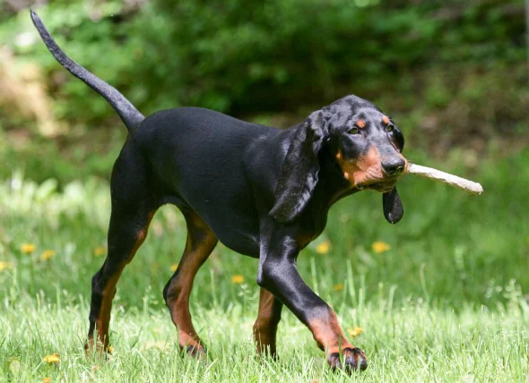 Paralysie des chiens de race Coonhound