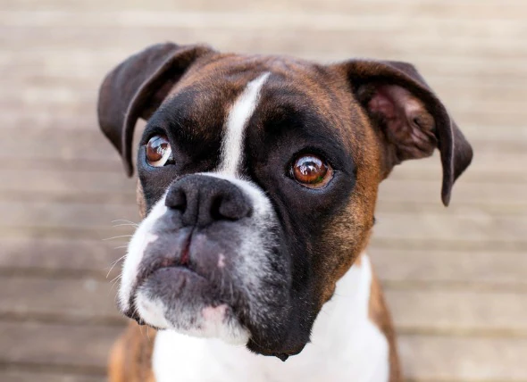 Paralysie du nerf facial chez le chien