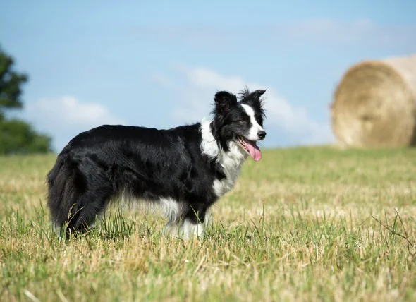 Paralysie due à une lésion de la moelle épinière chez le chien