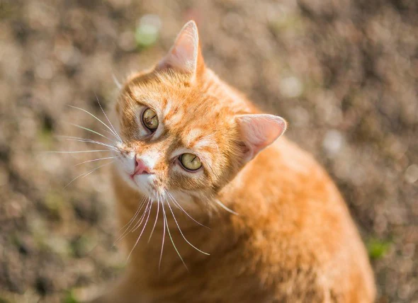 Parasite du cerveau (Cuterebra) chez les chats