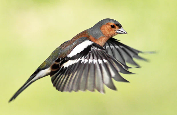 Parasites gastro-intestinaux (ténias) chez les oiseaux