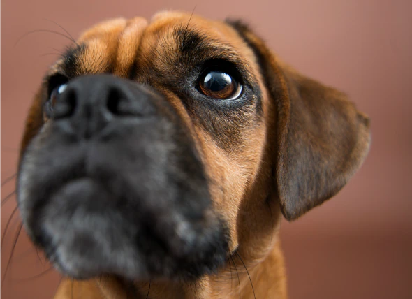 Paupière anormale chez le chien