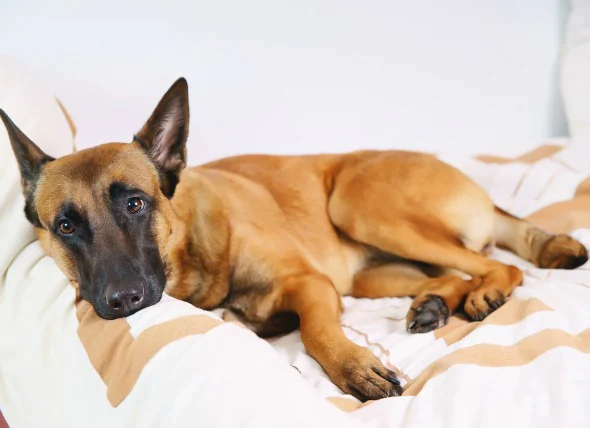 Peau jaune (jaunisse) chez le chien