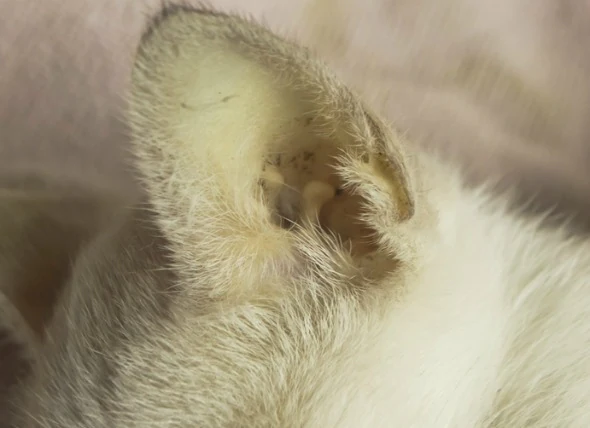 Peau jaune (jaunisse) chez les chats