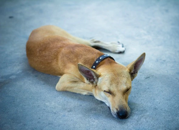 Perte de poids et maladies chroniques chez le chien