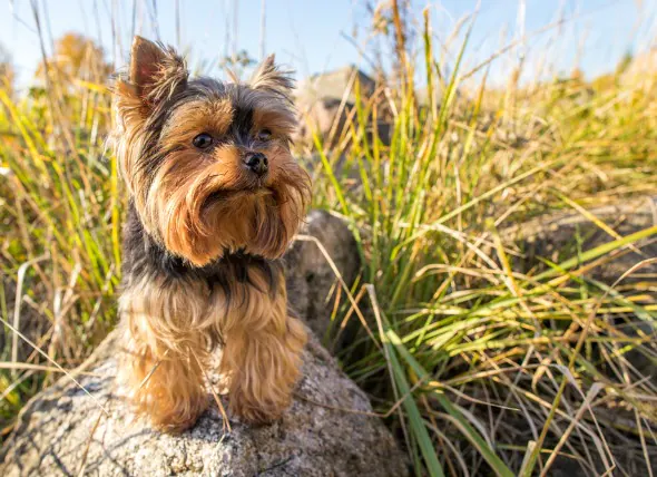 Perte de protéines intestinales chez le chien