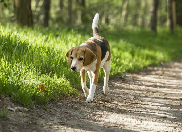 Perte d’équilibre (démarche déséquilibrée) chez le chien