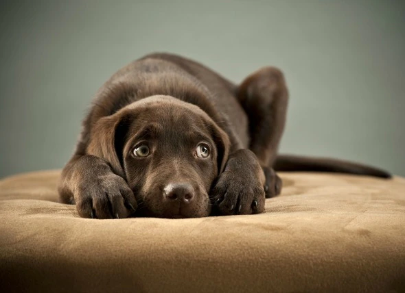 Peur et anxiété extrêmes chez les chiens