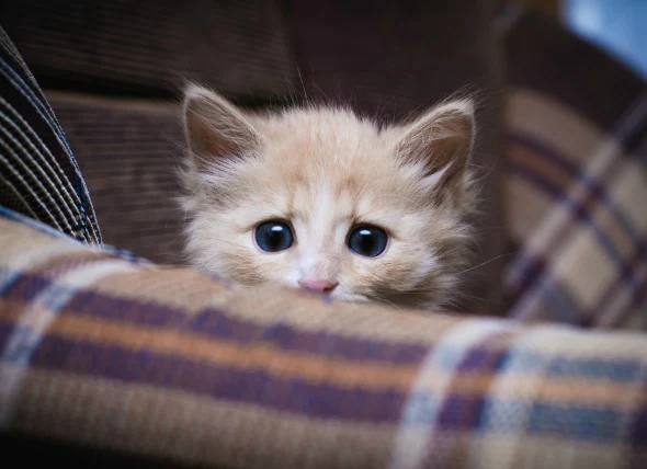 Phobies de l’orage chez les chats