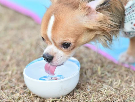 Pourquoi mon chien boit-il autant d’eau ?