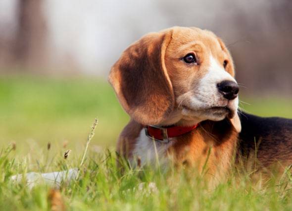 Pourquoi mon chien fait-il caca avec du sang ?