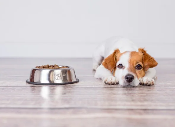 Pourquoi mon chien ne mange-t-il pas ?