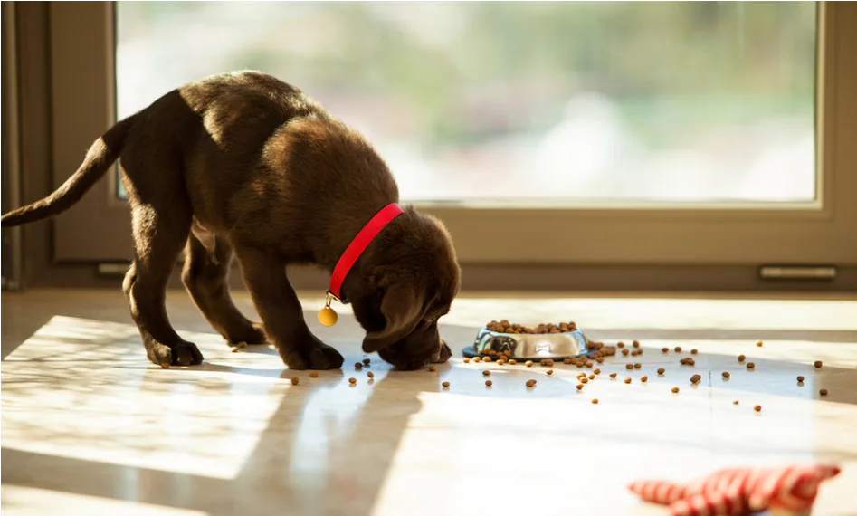 Pourquoi un chiot ne grandit-il plus ?