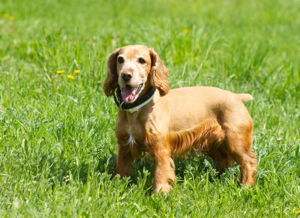 Présence de pus dans l’urine chez le chien