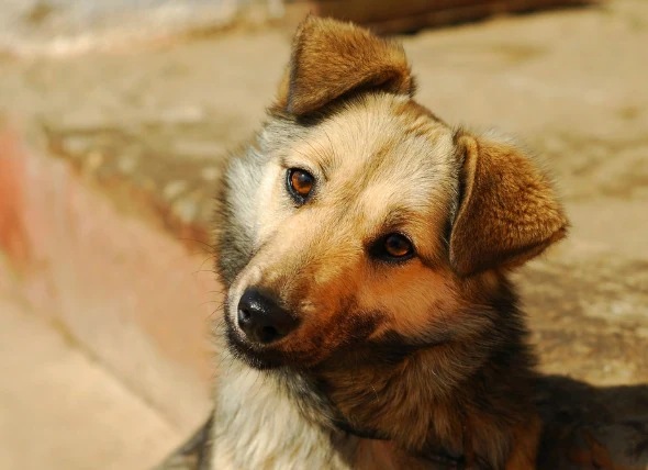 Pressage de la tête chez le chien