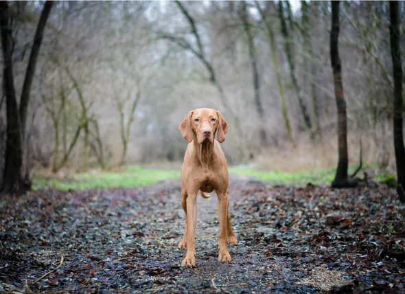 Problèmes de rythme cardiaque (fibrillation et flutter) chez le chien