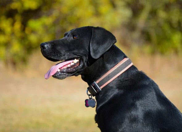 Protrusion de masse dans la région vaginale chez le chien