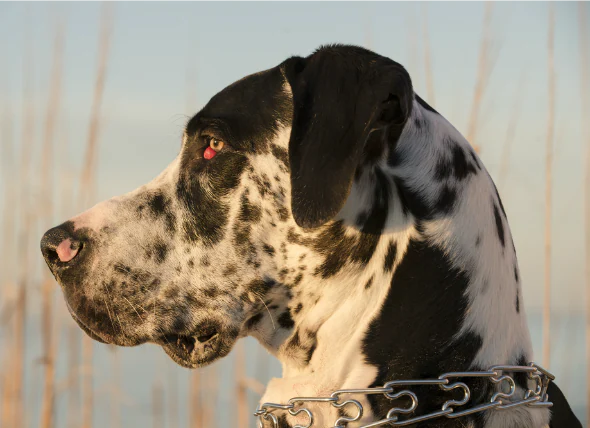 Protrusion des paupières (« œil cerise ») chez le chien