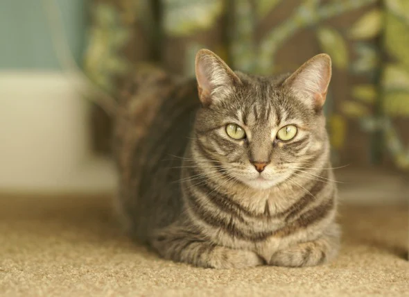 Protrusion du rectum et de l’anus chez le chat