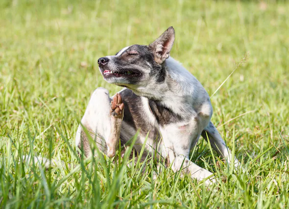 Pyodermie chez le chien (Infections cutanées bactériennes chez le chien)