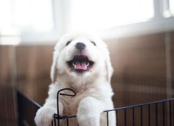 Quand faut-il commencer la prévention du ver du cœur pour les chiots ?