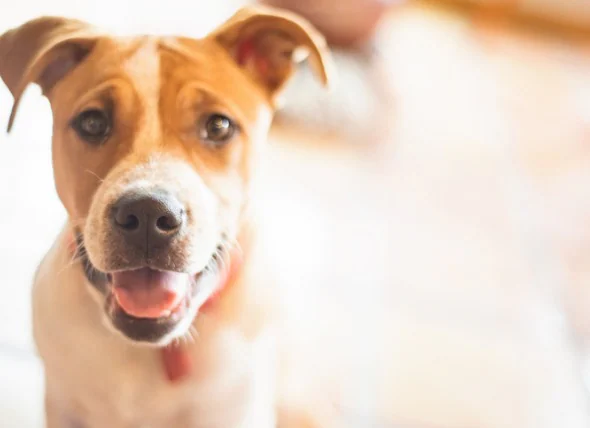 Quel est le traitement du cancer chez le chien ? Existe-t-il un remède ?