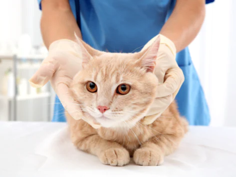 Qu’est-ce qui rend le pelage d’un chat gras ?