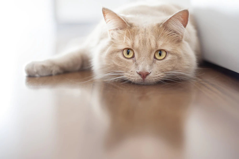 Régurgitation chez le chat