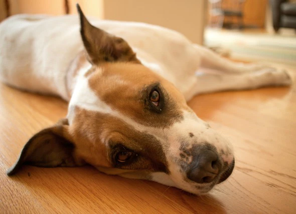 Régurgitation chez le chien